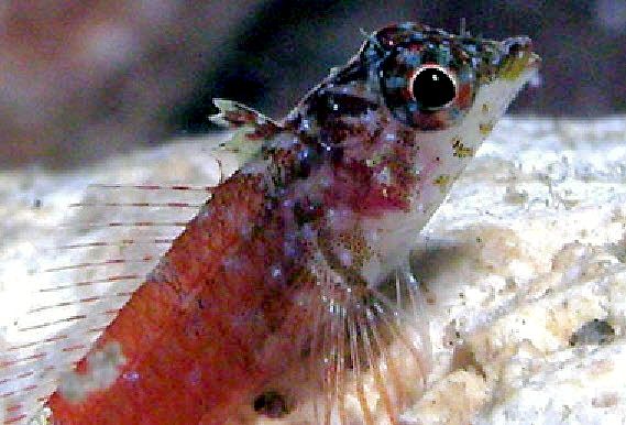 Tripterygion melanorum _09997